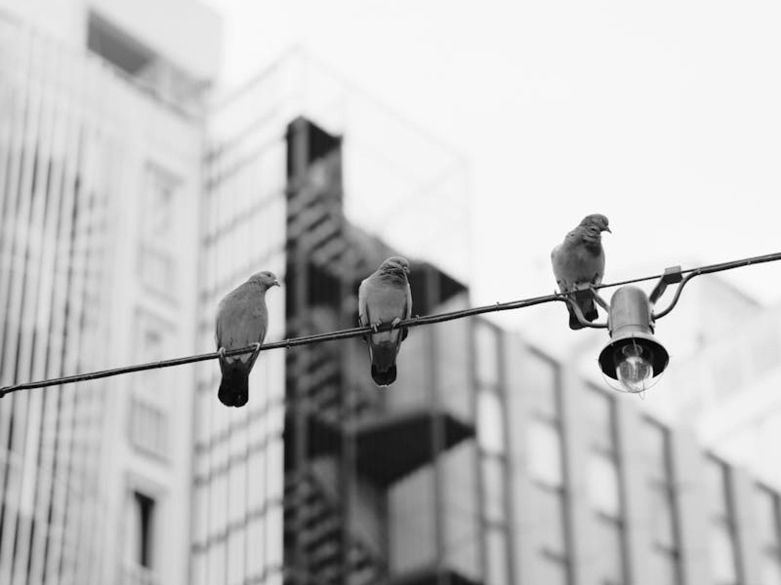 Black and white photo of pigeons on a wire with city skyscrapers in the background.